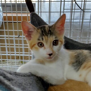 お利口スマートな抱っこ好き女の子