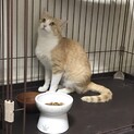 ぱっちりお目目のきなこちゃん