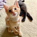 6匹の子猫と母猫里親募集