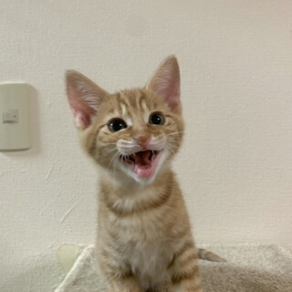 6匹の子猫と母猫里親募集