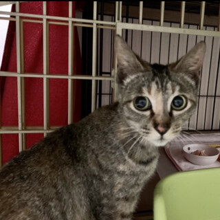 美人顔の母猫さんです