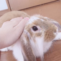 ミニロップイヤー♀人懐っこい甘えんぼさんです！