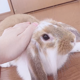 ミニロップイヤー♀人懐っこい甘えんぼさんです！