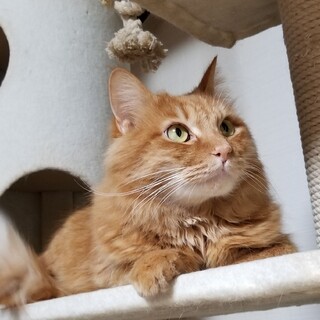 里親さん決定❤️レオンくん❤️