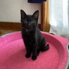 2ヶ月半　ジェイ　黒猫4姉妹お サムネイル2