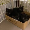 2ヶ月半　ジェイ　黒猫4姉妹お サムネイル3