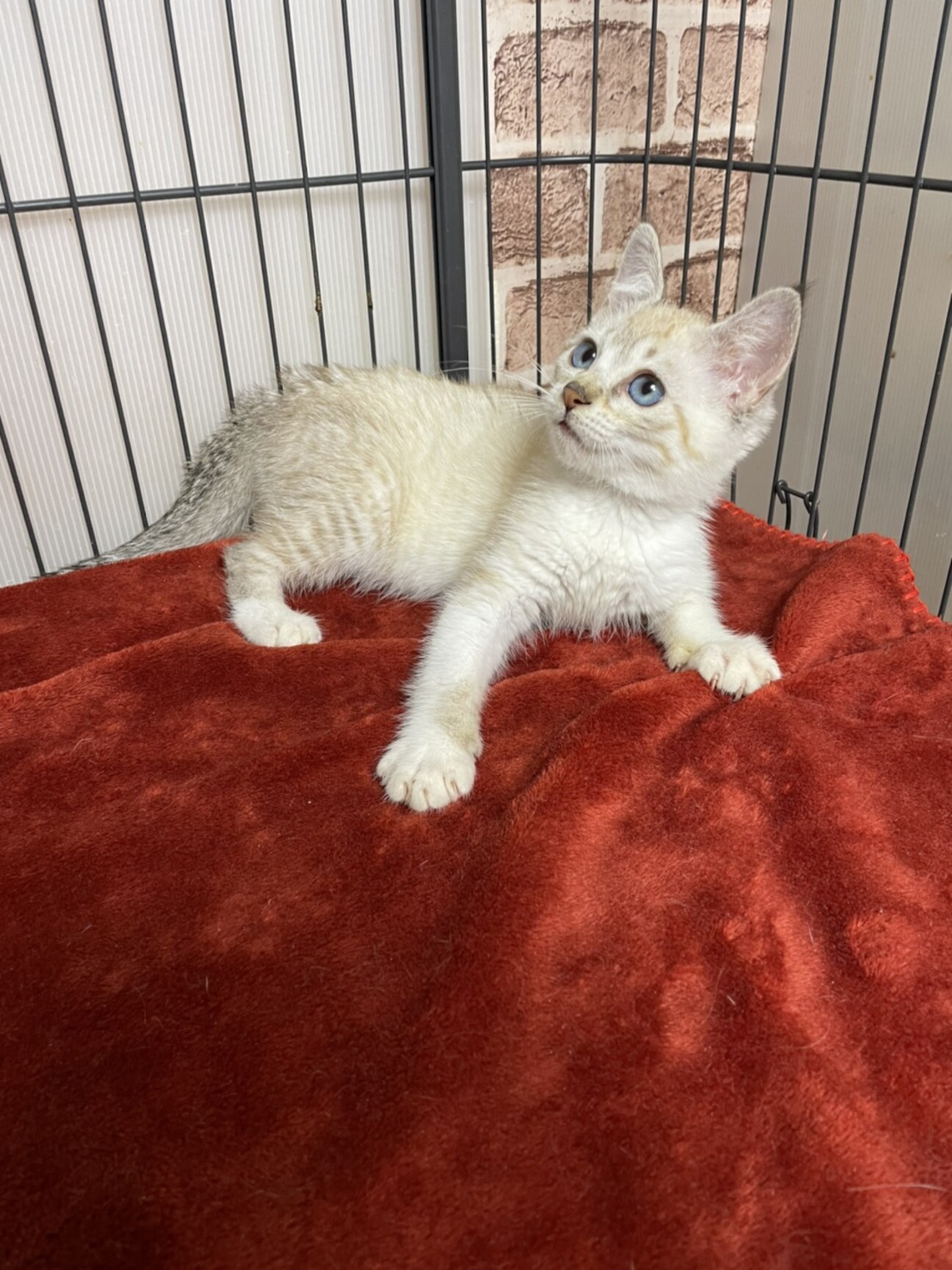 人慣れしてるので初めて飼」東京都 - 猫の里親募集(375742 