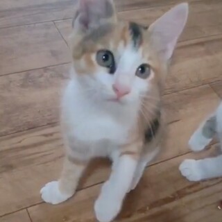 《里親サマ決まりました》三毛･:*+.仔猫