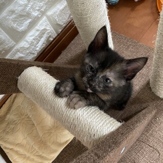 サビ猫　女の子の里親さん募集中