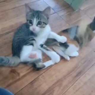 《里親サマ決まりました》白キジ･:*+.仔猫