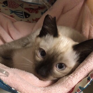 甘えん坊なこわがりさん