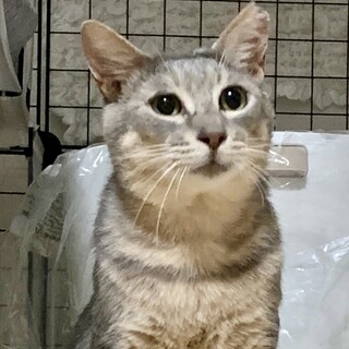 好奇心旺盛な男の子こまつ君