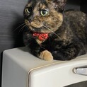 至急！助けてください！