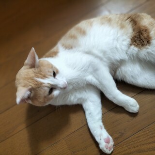 助けてください！