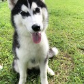 シベリアンハスキー 3歳