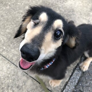 ダックスらしいダックス♪