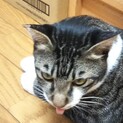 白い靴下が可愛いサバ白君！賢くお留守番も出来るよ！