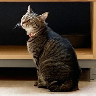 【小麦】美人な引籠りさん