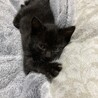 チョコ