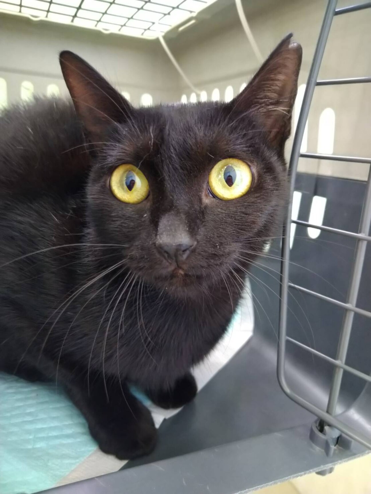 心優しい黒猫のクロちゃん 沖縄県 猫の里親募集 ペットのおうち 月間利用者150万人