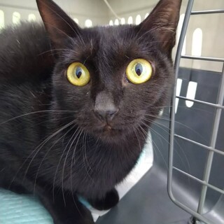 心優しい黒猫のクロちゃん…