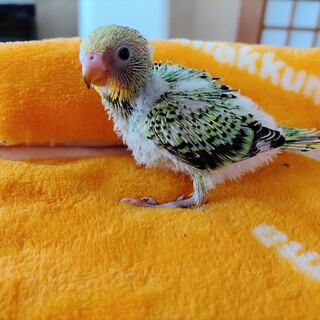 セキセイ雛の里親募集！決まりました！！