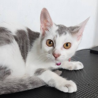 ありがとうございました