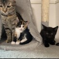 生後1ヶ月。兄妹猫の里親募集中！