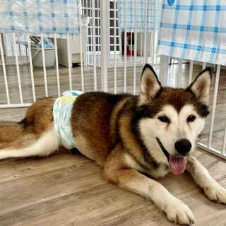 ハスキーミックスの天くん