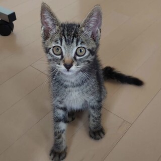 オモチャ大好き おっとりとした男の子★スピくん