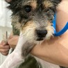 テリア系ミックスのクロちゃん サムネイル2