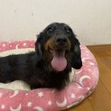 ダックス　しずくちゃん　里親募集中