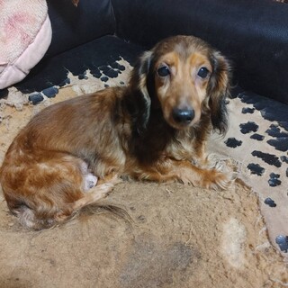 すぐお腹を出しちゃうミヤビさん