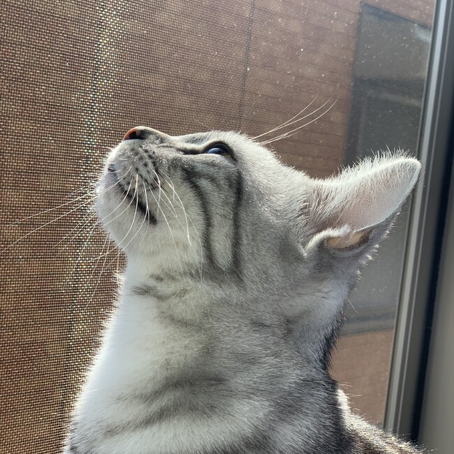 Hikarin.Sのカバー写真