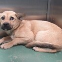 飼い主決定！保健所収容：仮名・オパール♀