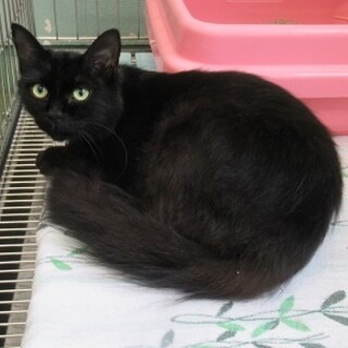 家族が決まりました！保健所収容：仮名・もずく♀