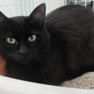 里親決定！保健所収容：仮名・まりも♀