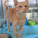 飼い主さん決定！保健所収容：仮名・カーフィ♂