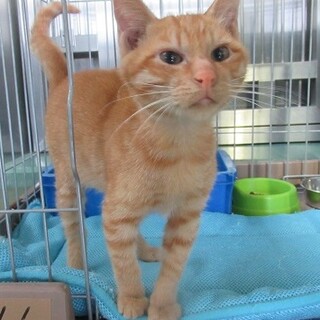 飼い主さん決定！保健所収容：仮名・カーフィ♂