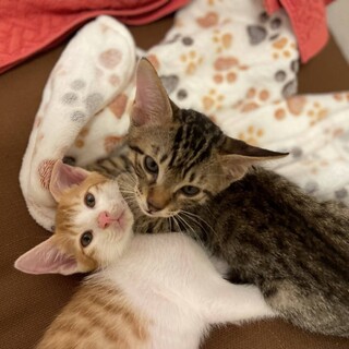 ミルクから育てました