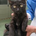 飼い主決定！保健所収容：仮名・ギャルソン♀