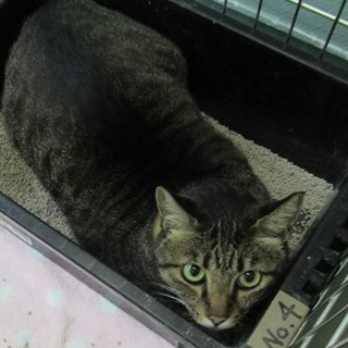 里親決定！：仮名・トラ♂