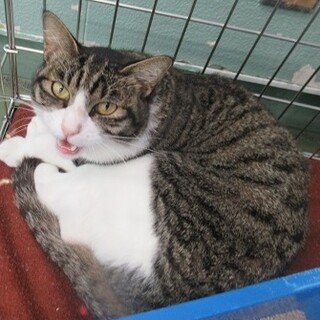 里親決定！：仮名・ぽんず♂