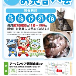 まだまだ子猫祭り。完全予約制の保護猫たちのお見合い会