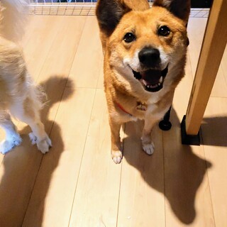 奈良市の犬の里親募集情報まとめ ペットのおうち 月間利用者150万人