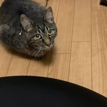 しずく