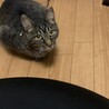 しずく