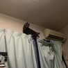 しずく