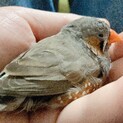 手乗りキンカチョウ(オス)里親募集
