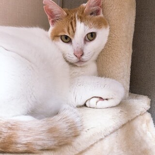 【急募】茶白 甘えん坊オス猫 推定10歳